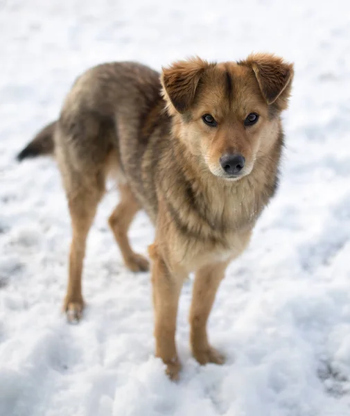 Ritratto del cane all'aperto in inverno — Foto Stock