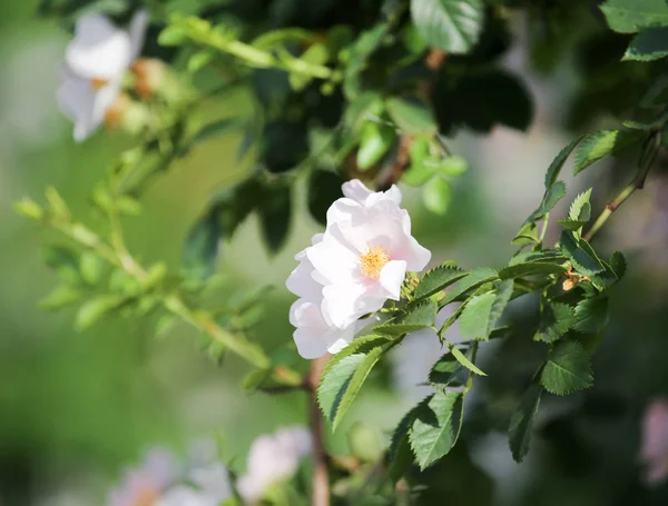 Mooie witte bloem in de natuur — Stockfoto