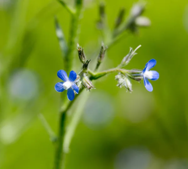 Prachtige blauwe bloemen op aard — Stockfoto