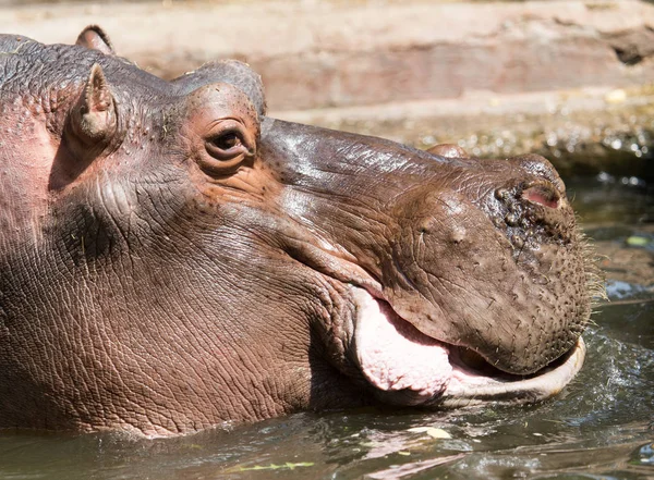 Retrato de un hipopótamo en el zoológico — Foto de Stock