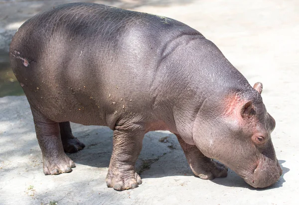 Mały hipopotam w zoo — Zdjęcie stockowe