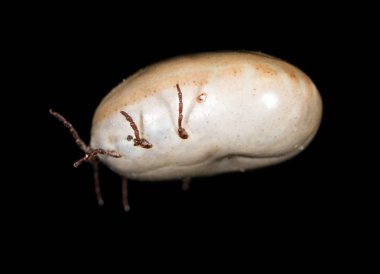 siyah bir arka planda Beetle mite