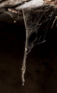 soyut arka plan. doğada Web