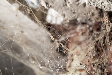 soyut arka plan. doğada Web