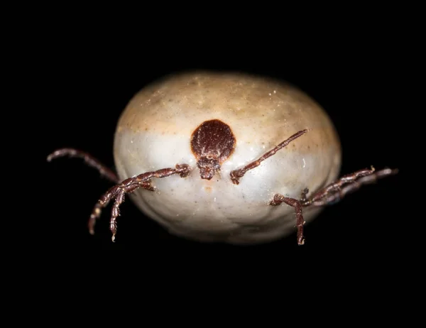 Acarien du scarabée sur fond noir — Photo