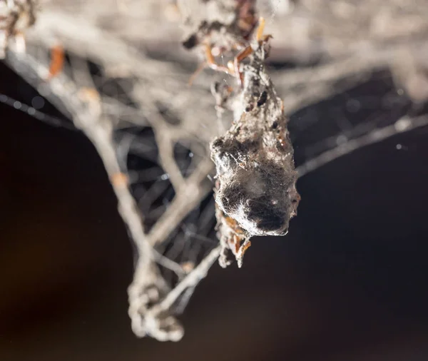 Cockroach in the web. macro — Stock Photo, Image