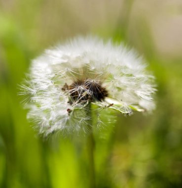 doğada güzel kabarık karahindiba