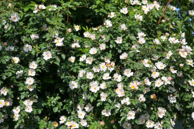 Bush açık havada güzel çiçekler