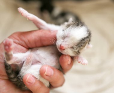 bir küçük kör kedicik el