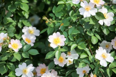 doğada güzel beyaz çiçek