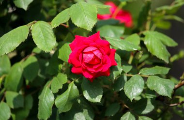 doğada güzel kırmızı gül