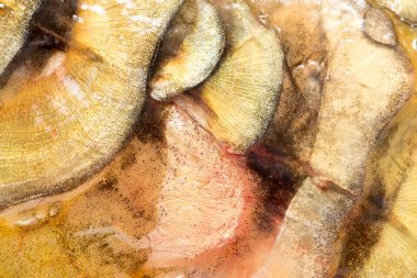 Arka plan olarak sazan pulları. makro