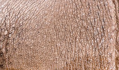 su aygırı deri arka plan olarak