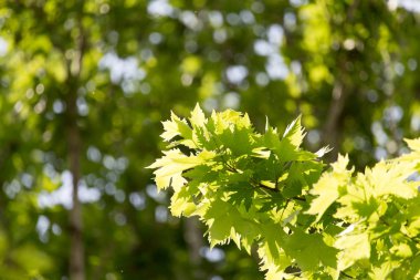 Doğada ağaçtaki yeşil yapraklar