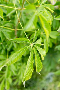 Doğada ağaçtaki yeşil yapraklar