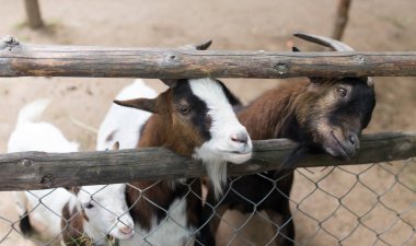 Hayvanat Bahçesi bir çitin arkasında keçi