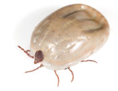 beyaz bir arka planda Beetle mite