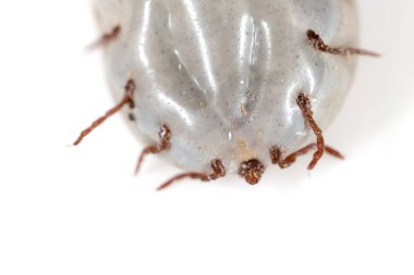 beyaz bir arka planda Beetle mite