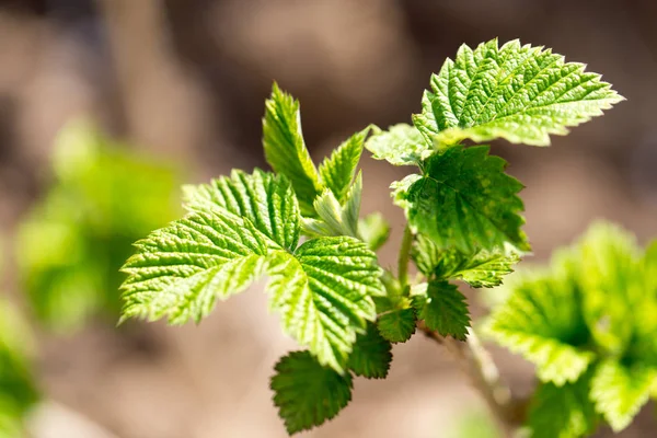 Young raspberry leaves in nature — Stock Photo, Image