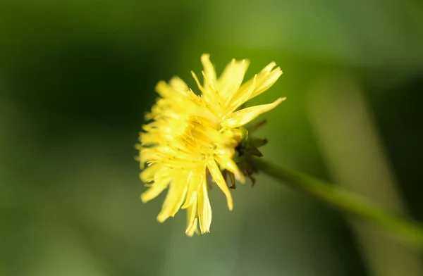 Жёлтый одуванчик на природе — стоковое фото