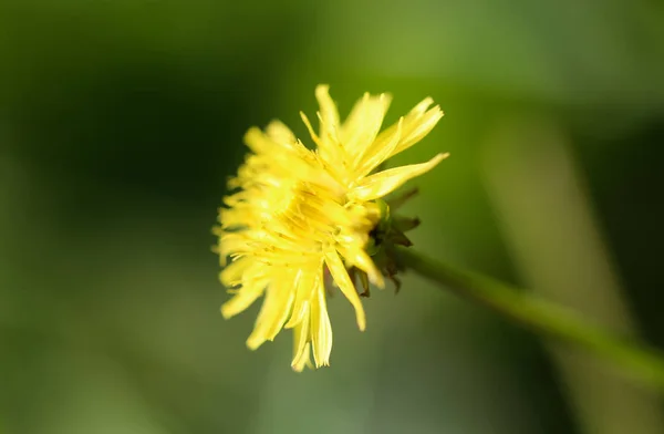 Gul maskros på naturen — Stockfoto