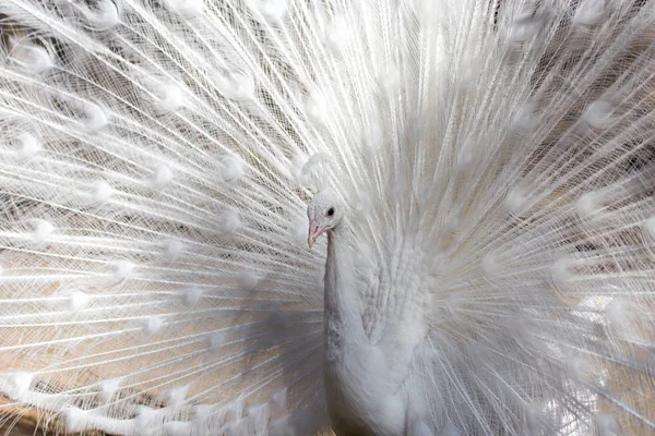 Retrato del hermoso pavo real blanco masculino con plumas de cola extendidas —  Fotos de Stock