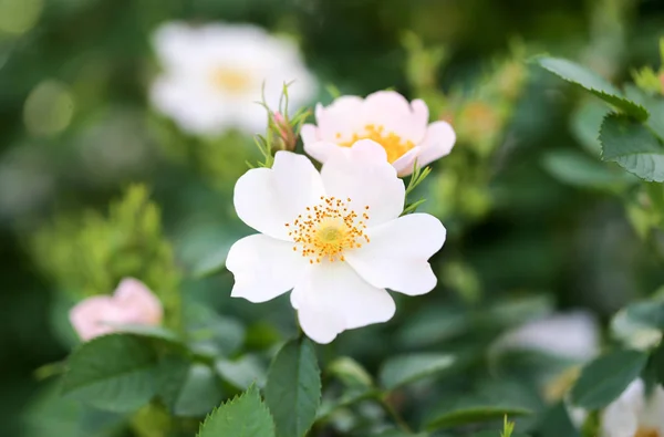 Vackra blommor på busken utomhus — Stockfoto