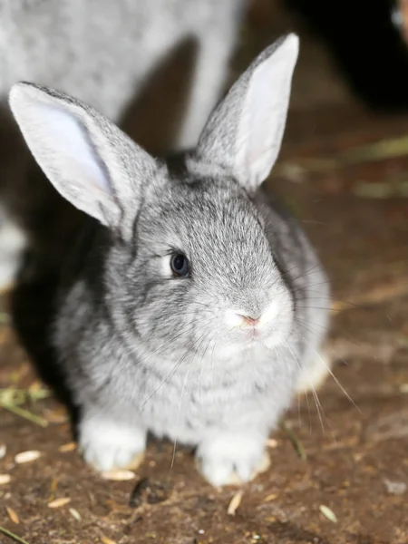 Çiftlikte güzel tavşan — Stok fotoğraf