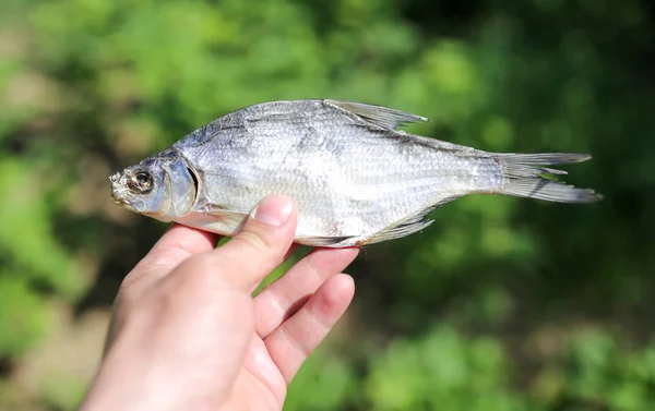 Сушеная рыба в руке на природе — стоковое фото