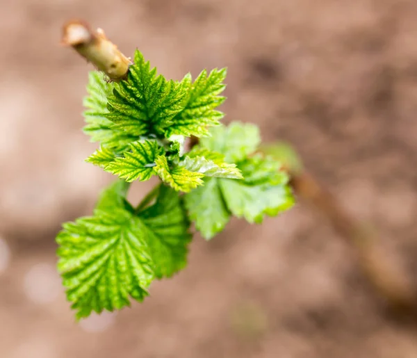 Young raspberry leaves in nature — Stock Photo, Image