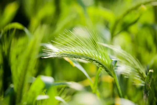Espigas verdes de maíz en la hierba en la naturaleza —  Fotos de Stock