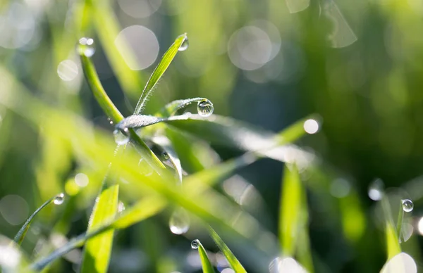 Gotas de orvalho na grama na natureza — Fotografia de Stock