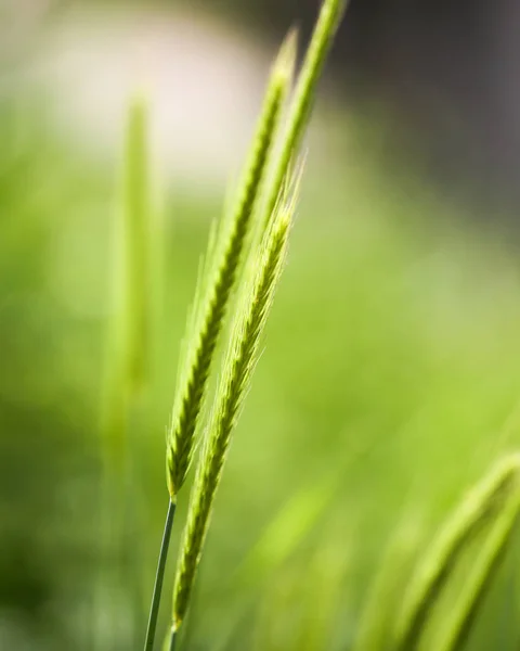 Espigas verdes de maíz en la hierba en la naturaleza — Foto de Stock