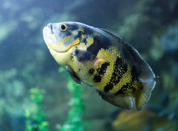 Schöne Fische im Aquarium — Stockfoto