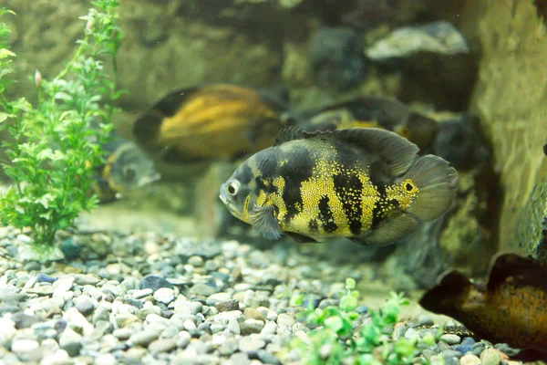 水族館の美しい魚たちは — ストック写真