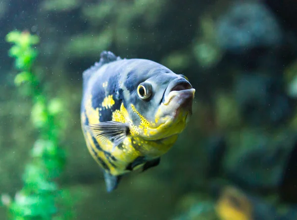 Bellissimi pesci in acquario — Foto Stock