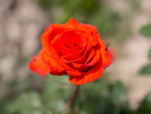 Bela rosa vermelha na natureza — Fotografia de Stock