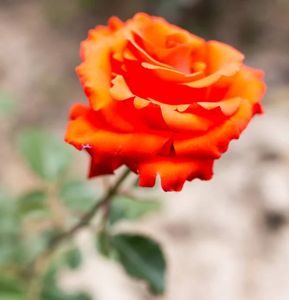 Bela rosa vermelha na natureza — Fotografia de Stock