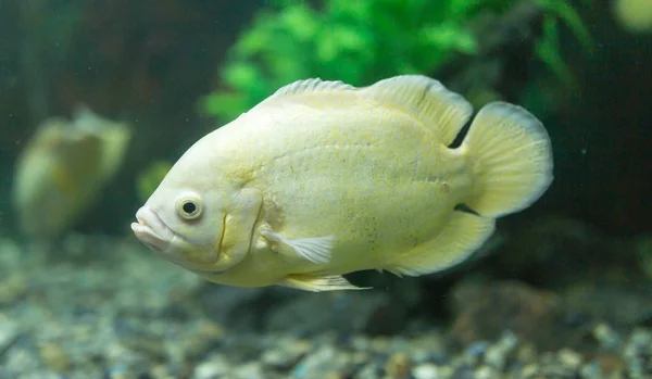 Schöne Fische im Aquarium — Stockfoto