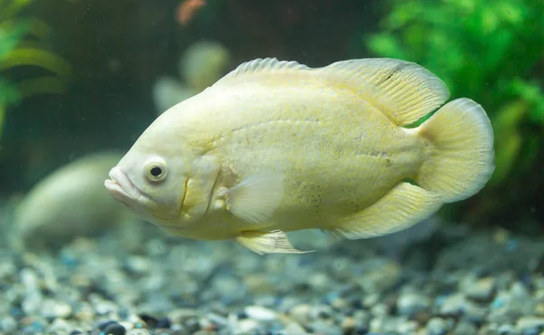 Mooie vissen in het aquarium — Stockfoto
