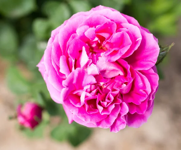 美丽的粉红色玫瑰，在自然 — 图库照片