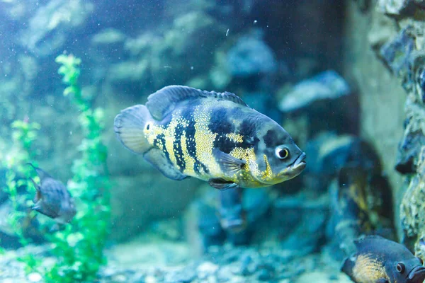 Beautiful fish in the aquarium — Stock Photo, Image