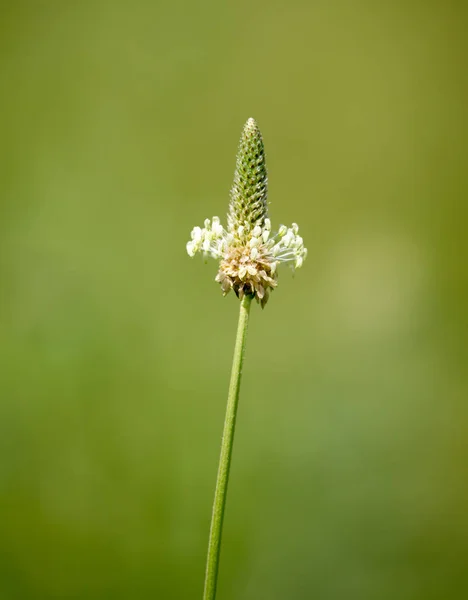 Épillets herbe à fleurs en plein air dans la nature — Photo