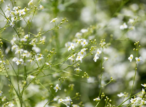 Beautiful flowers on the bush outdoors — Stock Photo, Image