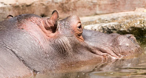 Portrait d'un hippopotame dans le zoo — Photo