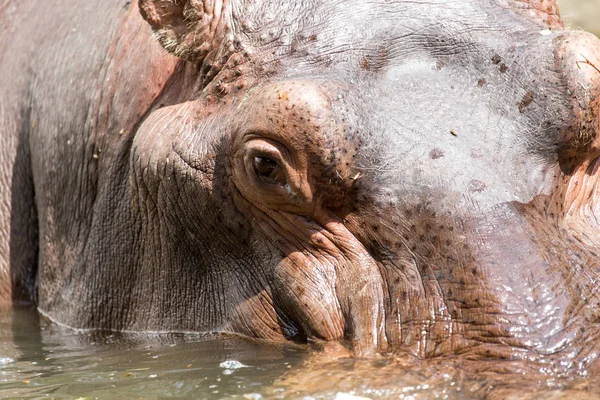 Retrato de un hipopótamo en el zoológico — Foto de Stock