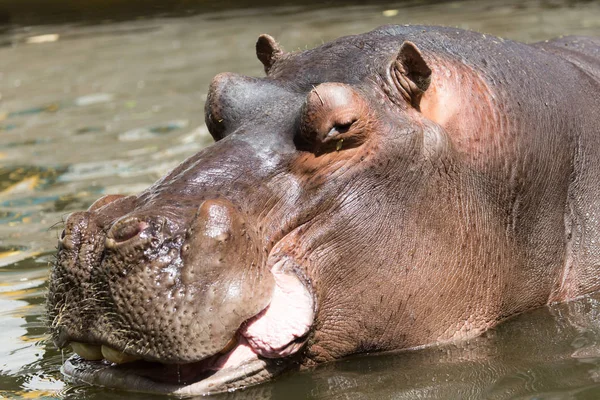 Retrato de un hipopótamo en el zoológico — Foto de Stock