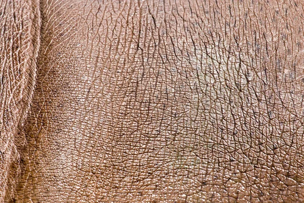Pelle di ippopotamo come sfondo — Foto Stock