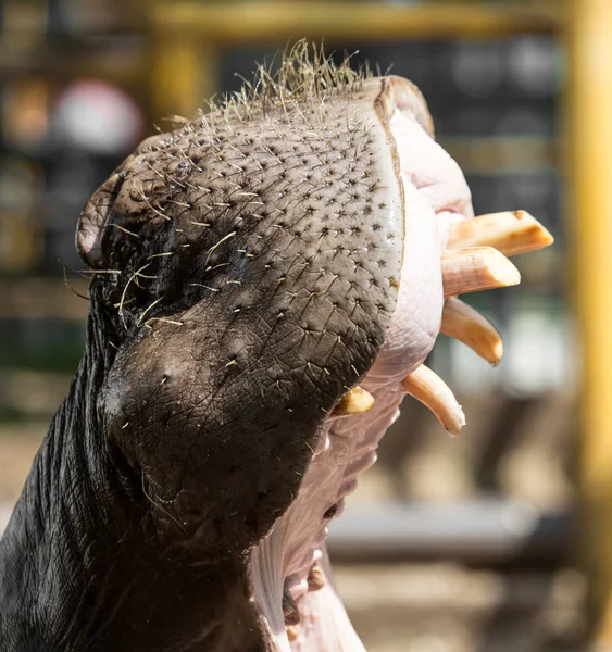 Dientes de hipopótamo en el zoológico en la naturaleza — Foto de Stock