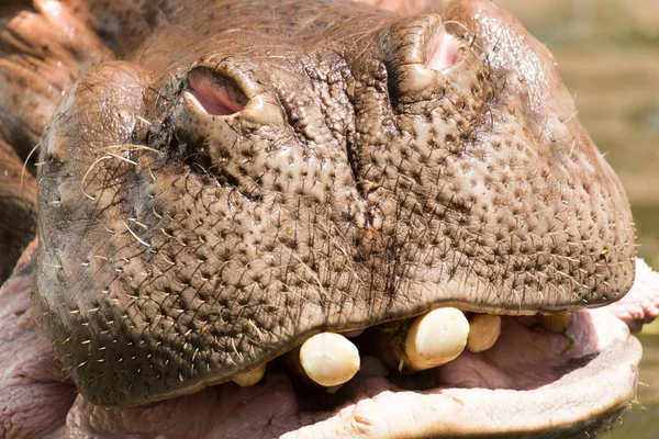 Porträt eines Flusspferdes im Zoo — Stockfoto